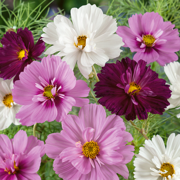 COSMOS COLLARETTE IMPROVED MIX