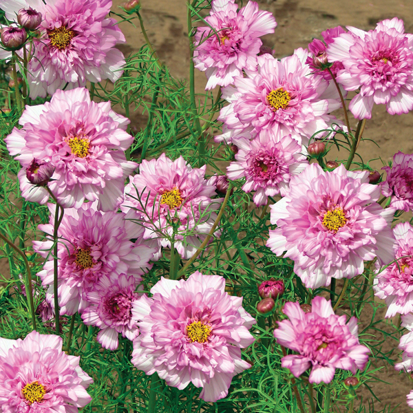 COSMOS DOUBLE BONBON PINK BICOLOUR