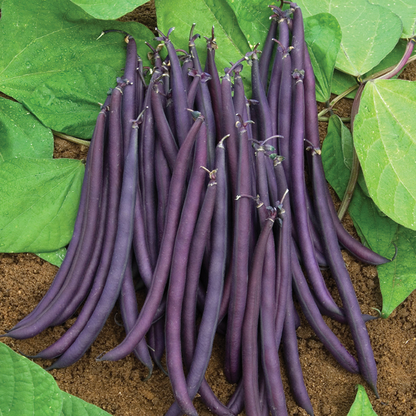 DWARF BEAN AMETHYST