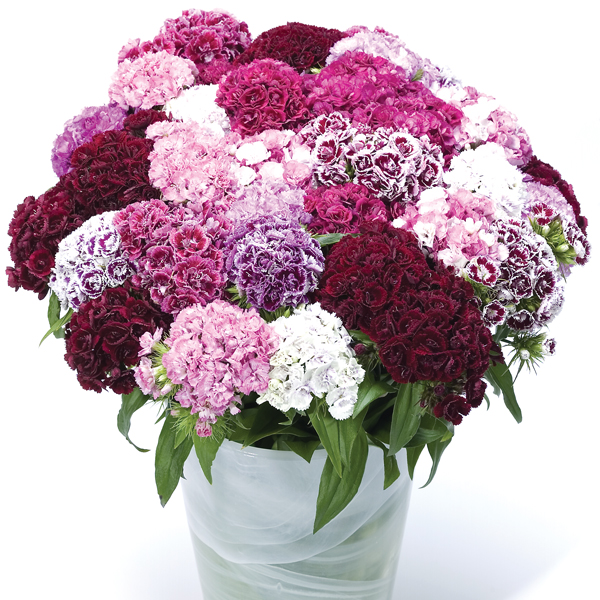 DIANTHUS  COTTAGE PERFUME