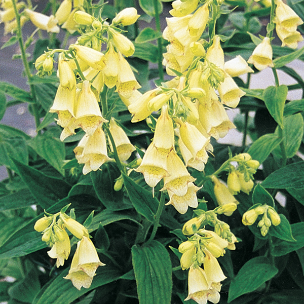 DIGITALIS TINKERBELL