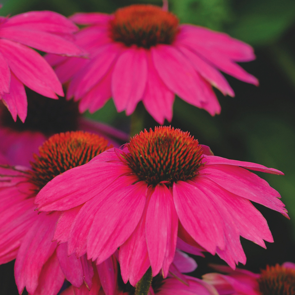 ECHINACEA POW WOW WILD BERRY