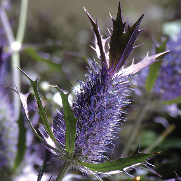 ERYNGIUM LEAVENWORTHII PURPLE SHEEN