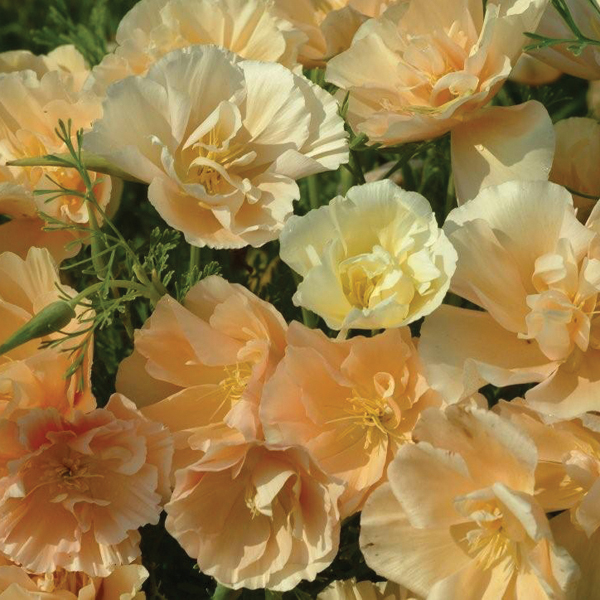 ESCHSCHOLZIA CAMEO DREAM