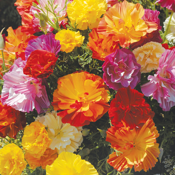 ESCHSCHOLZIA JELLY BEANS