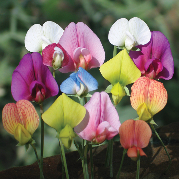 LATHYRUS ANNUAL SPECIES MIXED