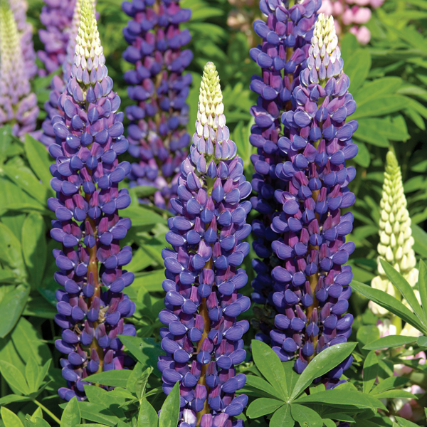 LUPIN HEATHCLIFF BLUE