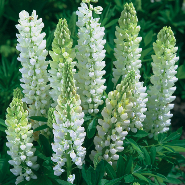 LUPIN CATHY'S GHOST