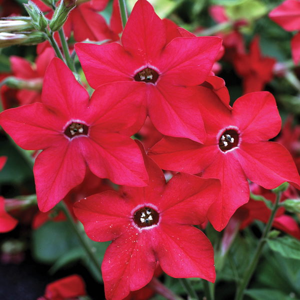 NICOTIANA PERFUME RED