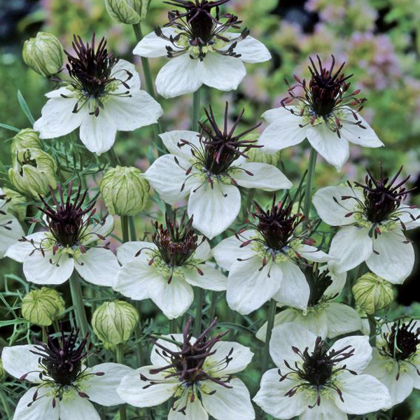 NIGELLA AFRICAN BRIDE