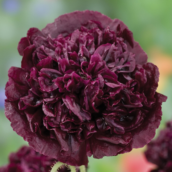 PAPAVER PAEONIFLORUM BLACK BEAUTY