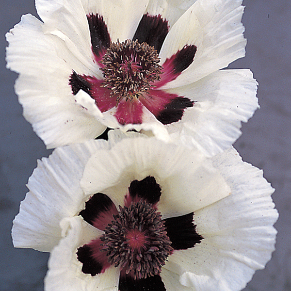 PAPAVER ORIENTALE CHOIR BOY