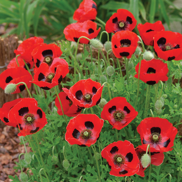 PAPAVER COMMUTATUM LADYBIRD