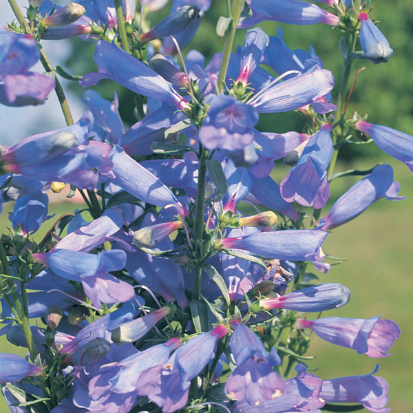 PENSTEMON ELECTRIC BLUE