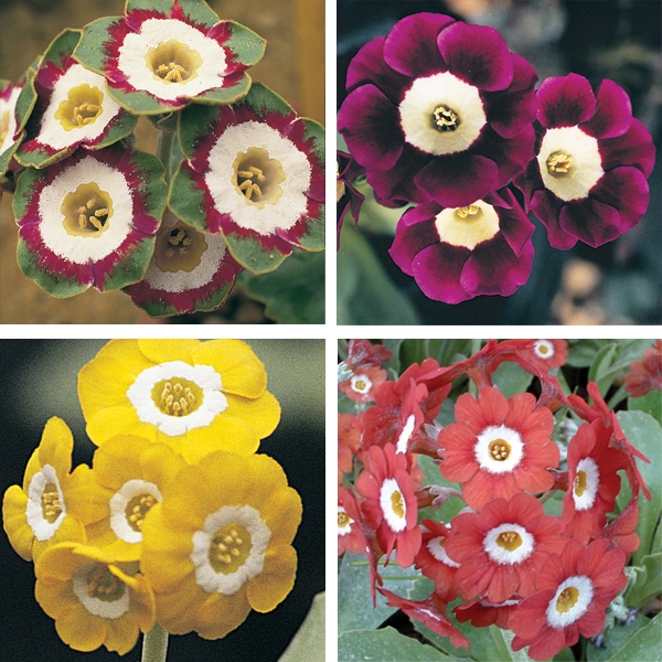 AURICULAS ELITE GARDEN MIX