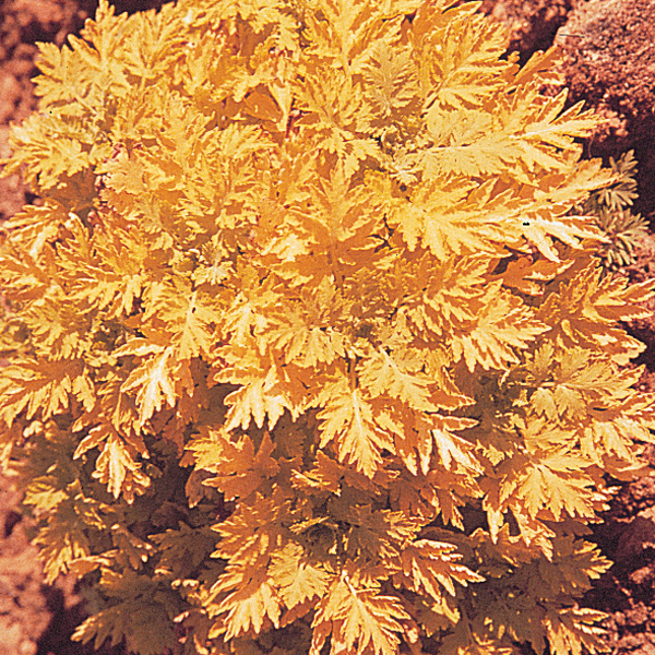 PYRETHRUM AUREUM GOLDEN MOSS
