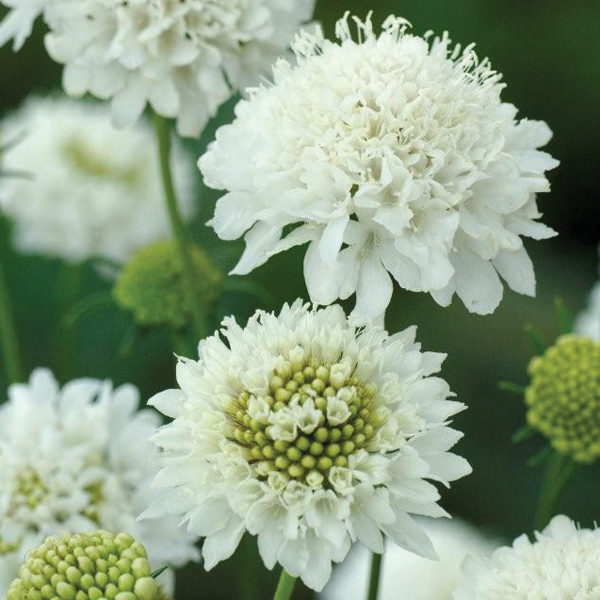 SCABIOSA SNOW MAIDEN