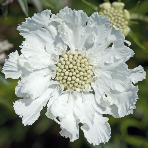 SCABIOSA CAUCASICA FAMA WHITE