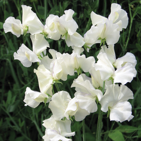 SWEET PEA OLD TIMES