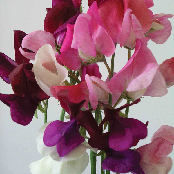 SWEET PEA PARFUMIERE MIX