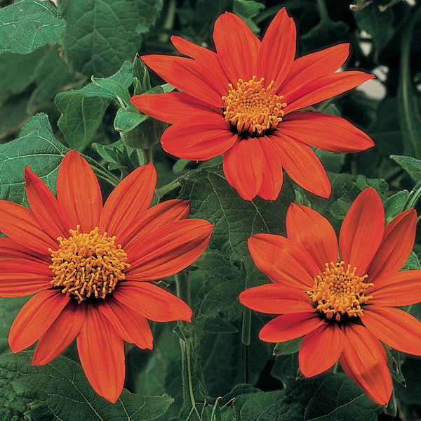 TITHONIA FIESTA DEL SOL