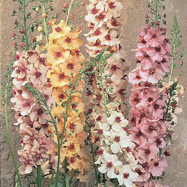 VERBASCUM SOUTHERN CHARM