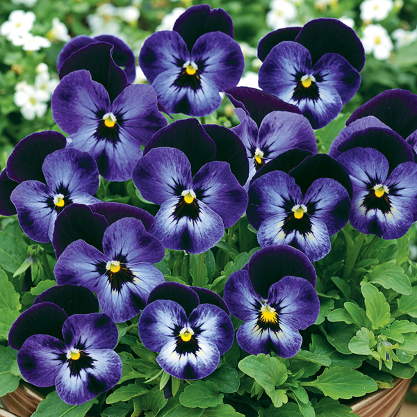 VIOLA PENNY DENIM JUMP UP