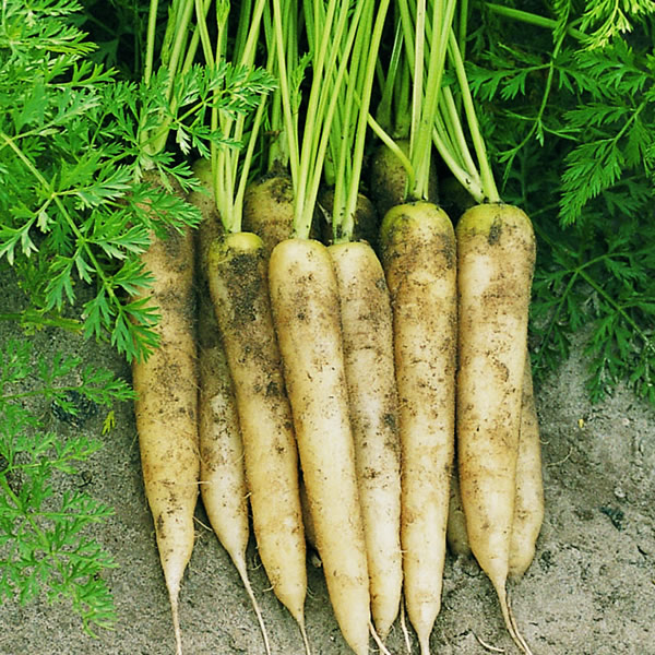 CARROT WHITE SATIN F1