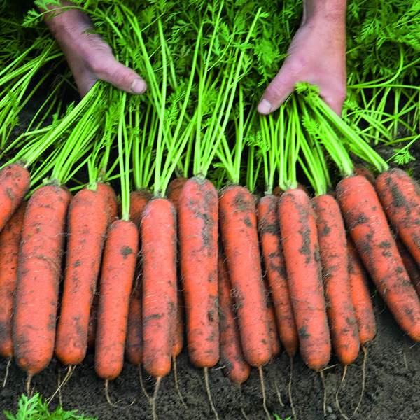 CARROT NORWICH F1