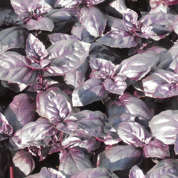 BASIL SUMMER SURPRISE