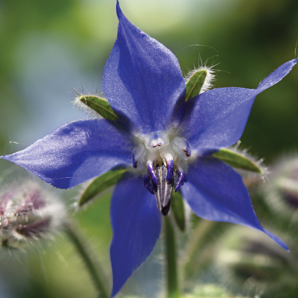 BORAGE BLUE
