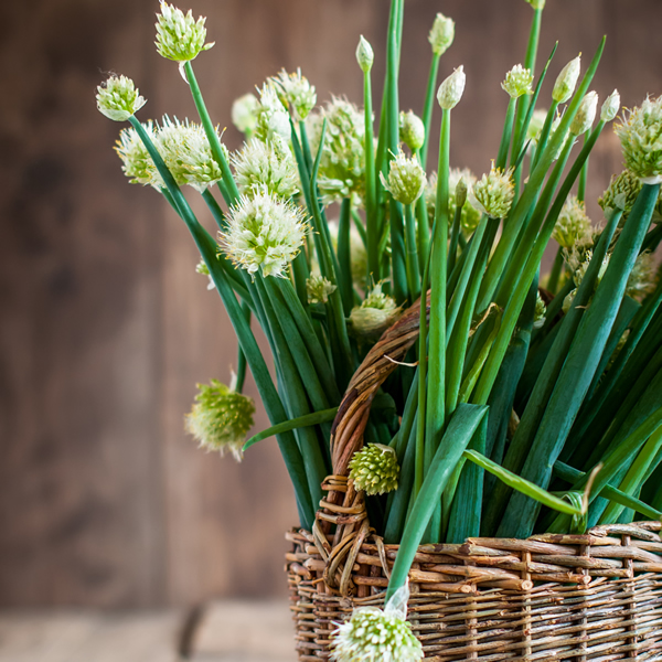 GARLIC CHIVES