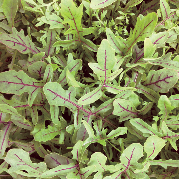 ROCKET WILD DRAGON TONGUE