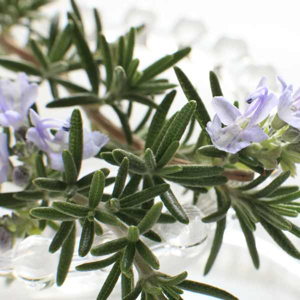ROSEMARY