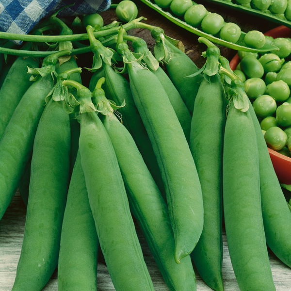 PEA OSCAR