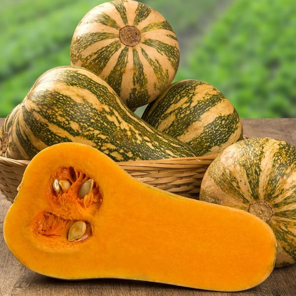 BUTTERNUT SQUASH BARBARA F1