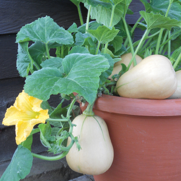 BUTTERNUT SQUASH BABY BUSH