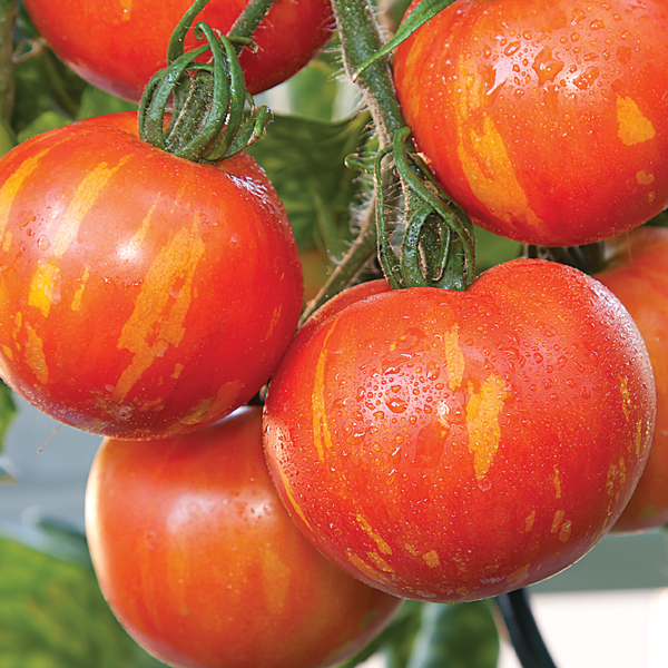 TOMATO TIGERELLA