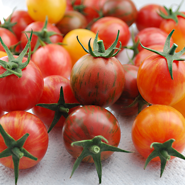 TOMATO ARTISAN BUMBLE BEE MIXED