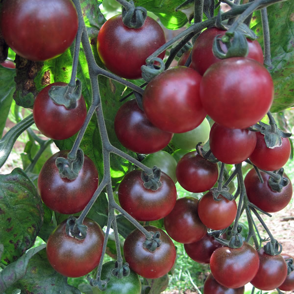 TOMATO ROSELLA