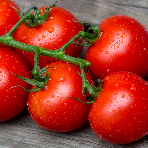TOMATO SHIRLEY