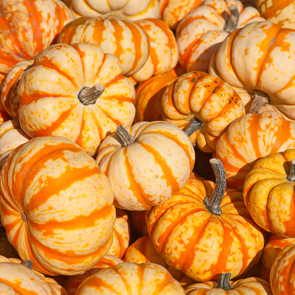 SQUASH SWEET LIGHTNING