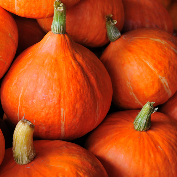SQUASH POTIMARRON
