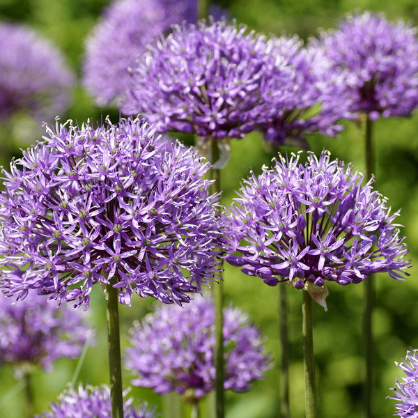 ALLIUM CAERULEUM BULBS