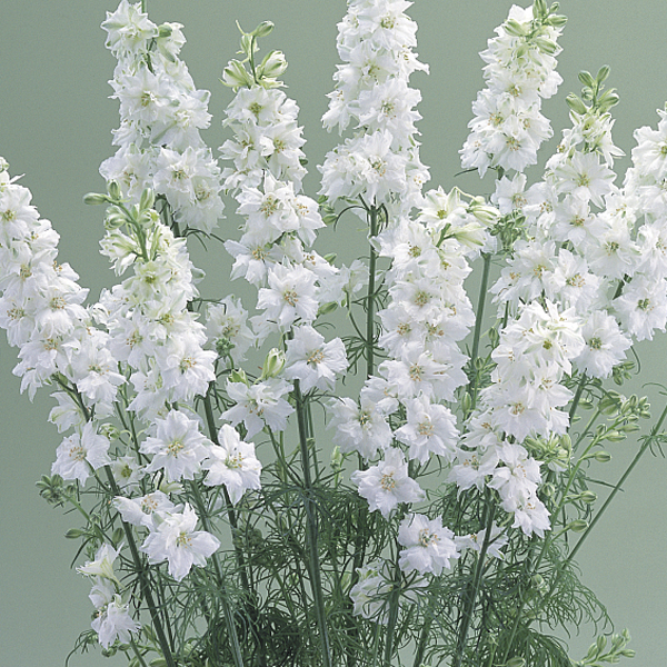 LARKSPUR WHITE LADY