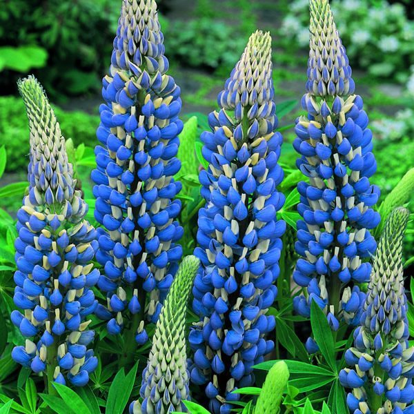 LUPIN THE GOVERNOR