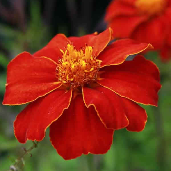 MARIGOLD LINNAEUS  BURNING EMBERS