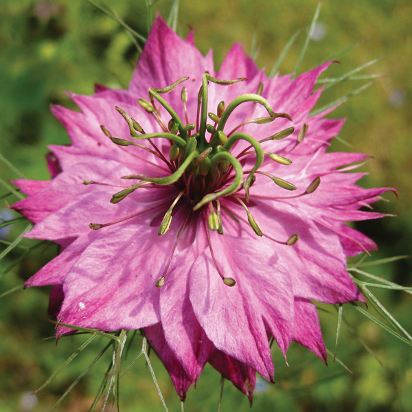 NIGELLA PERSIAN ROSE