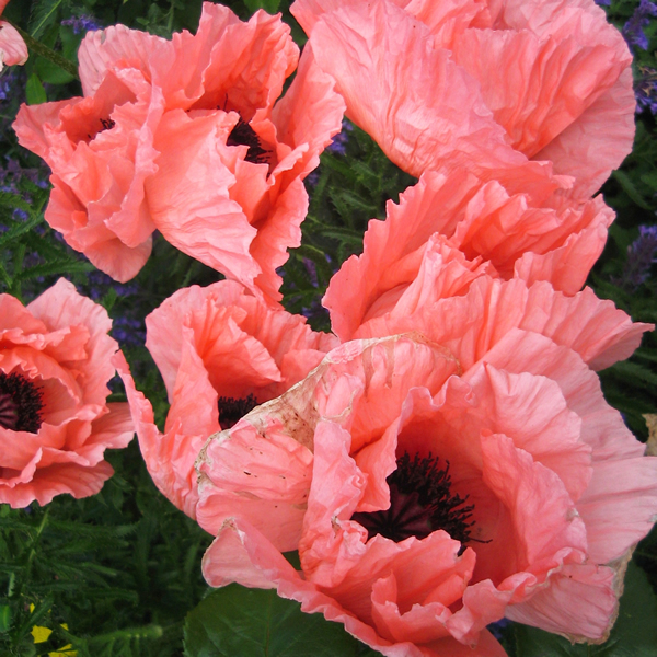 PAPAVER CORAL REEF