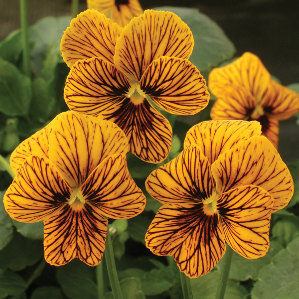 VIOLA TIGER EYE GOLD F1